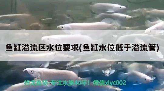 魚缸溢流區(qū)水位要求(魚缸水位低于溢流管) 祥龍龍魚魚糧