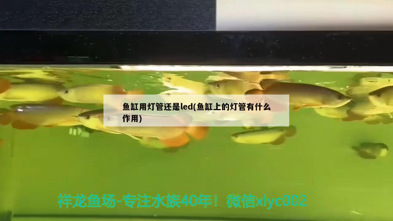 魚缸用燈管還是led(魚缸上的燈管有什么作用) 暹羅巨鯉