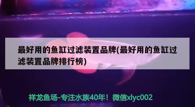 最好用的魚缸過濾裝置品牌(最好用的魚缸過濾裝置品牌排行榜) 熊貓異形魚L46