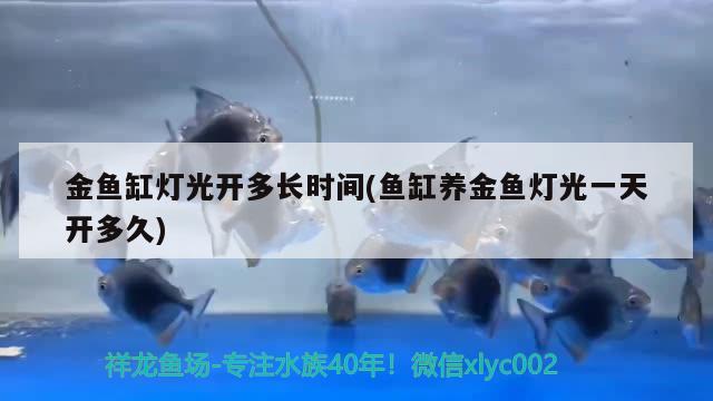 金魚缸燈光開多長時間(魚缸養(yǎng)金魚燈光一天開多久) 觀賞魚批發(fā)