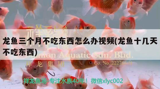 龍魚三個月不吃東西怎么辦視頻(龍魚十幾天不吃東西) 魚缸風水