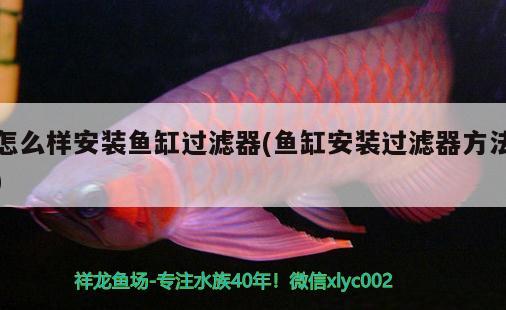 怎么樣安裝魚(yú)缸過(guò)濾器(魚(yú)缸安裝過(guò)濾器方法) 超血紅龍魚(yú)