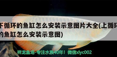 下循環(huán)的魚缸怎么安裝示意圖片大全(上循環(huán)的魚缸怎么安裝示意圖) 南美異型魚