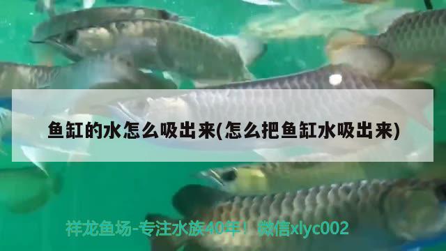 魚缸的水怎么吸出來(lái)(怎么把魚缸水吸出來(lái))