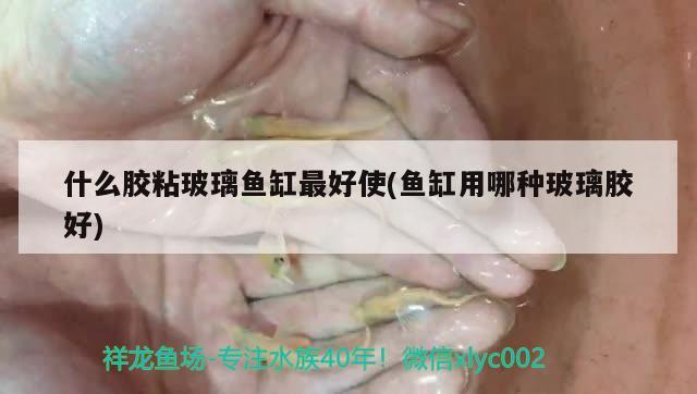 什么膠粘玻璃魚缸最好使(魚缸用哪種玻璃膠好) 水草