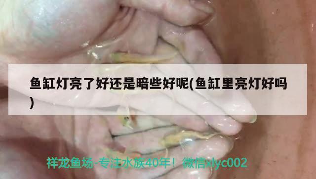 魚缸燈亮了好還是暗些好呢(魚缸里亮燈好嗎)