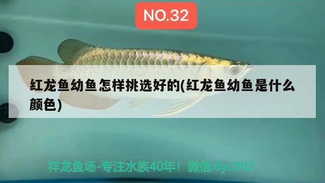 紅龍魚幼魚怎樣挑選好的(紅龍魚幼魚是什么顏色)