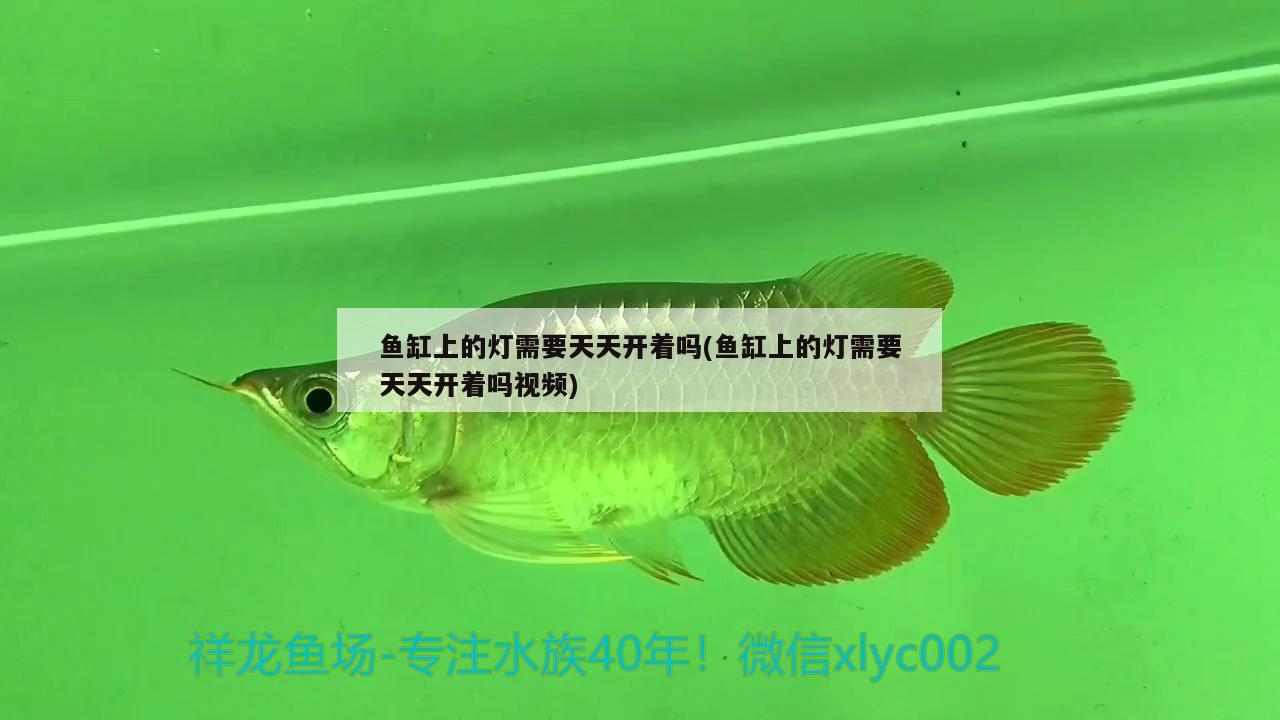 魚缸上的燈需要天天開著嗎(魚缸上的燈需要天天開著嗎視頻) 一眉道人魚苗