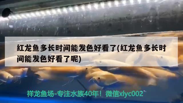 滁州水族批發(fā)市場地址在哪里呀 