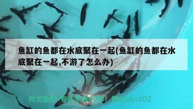 魚缸的魚都在水底聚在一起(魚缸的魚都在水底聚在一起,不游了怎么辦) 綠皮皇冠豹魚