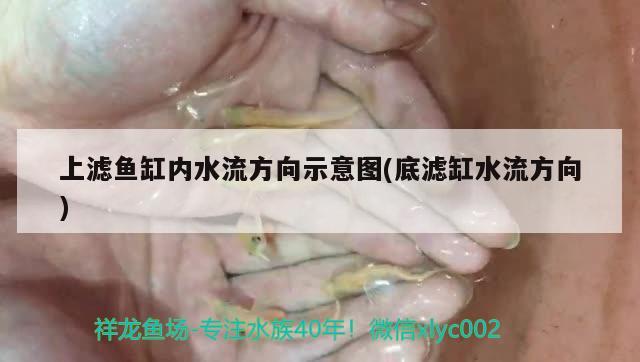 上濾魚缸內(nèi)水流方向示意圖(底濾缸水流方向)