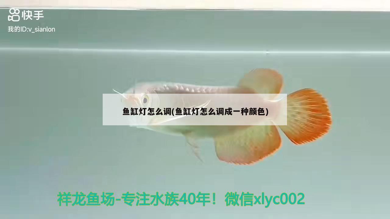 魚缸燈怎么調(diào)(魚缸燈怎么調(diào)成一種顏色)