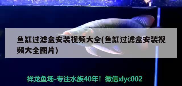 有蓋魚(yú)缸上濾改造最佳圖片(帶蓋魚(yú)缸改過(guò)濾) 南美異型魚(yú) 第1張