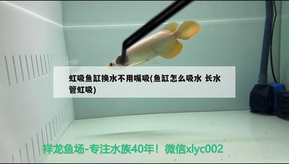 虹吸魚缸換水不用嘴吸(魚缸怎么吸水長水管虹吸)