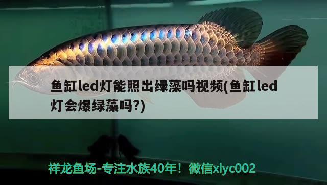 魚(yú)缸led燈能照出綠藻嗎視頻(魚(yú)缸led燈會(huì)爆綠藻嗎?) 檸檬鯽