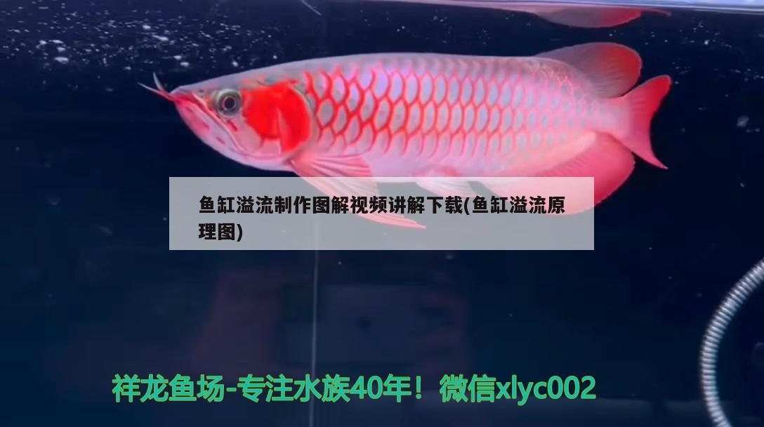 魚缸溢流制作圖解視頻講解下載(魚缸溢流原理圖) 金頭過背金龍魚