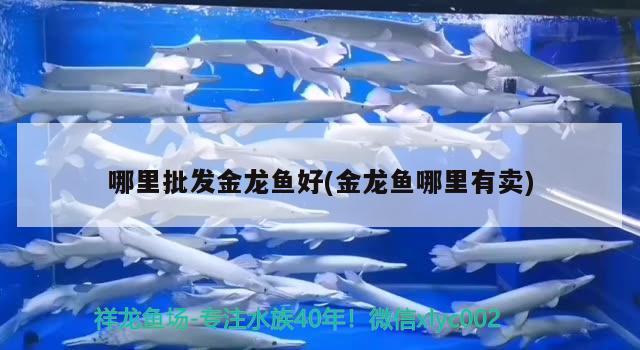 哪里批發(fā)金龍魚好(金龍魚哪里有賣) 撒旦鴨嘴魚 第1張