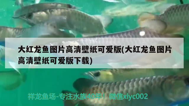 大紅龍魚圖片高清壁紙可愛版(大紅龍魚圖片高清壁紙可愛版下載)