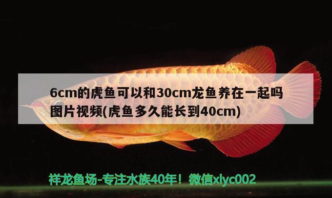 6cm的虎魚可以和30cm龍魚養(yǎng)在一起嗎圖片視頻(虎魚多久能長到40cm) 虎魚百科