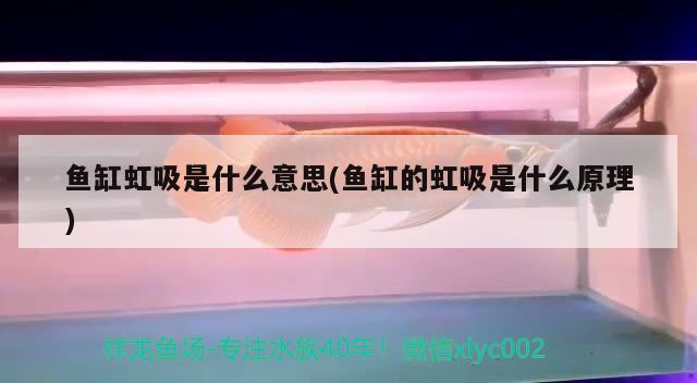 過背金龍什么意思（b級過背金龍長大是什么樣子） 黃金鴨嘴魚 第1張