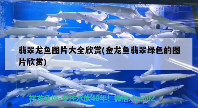 翡翠龍魚圖片大全欣賞(金龍魚翡翠綠色的圖片欣賞)