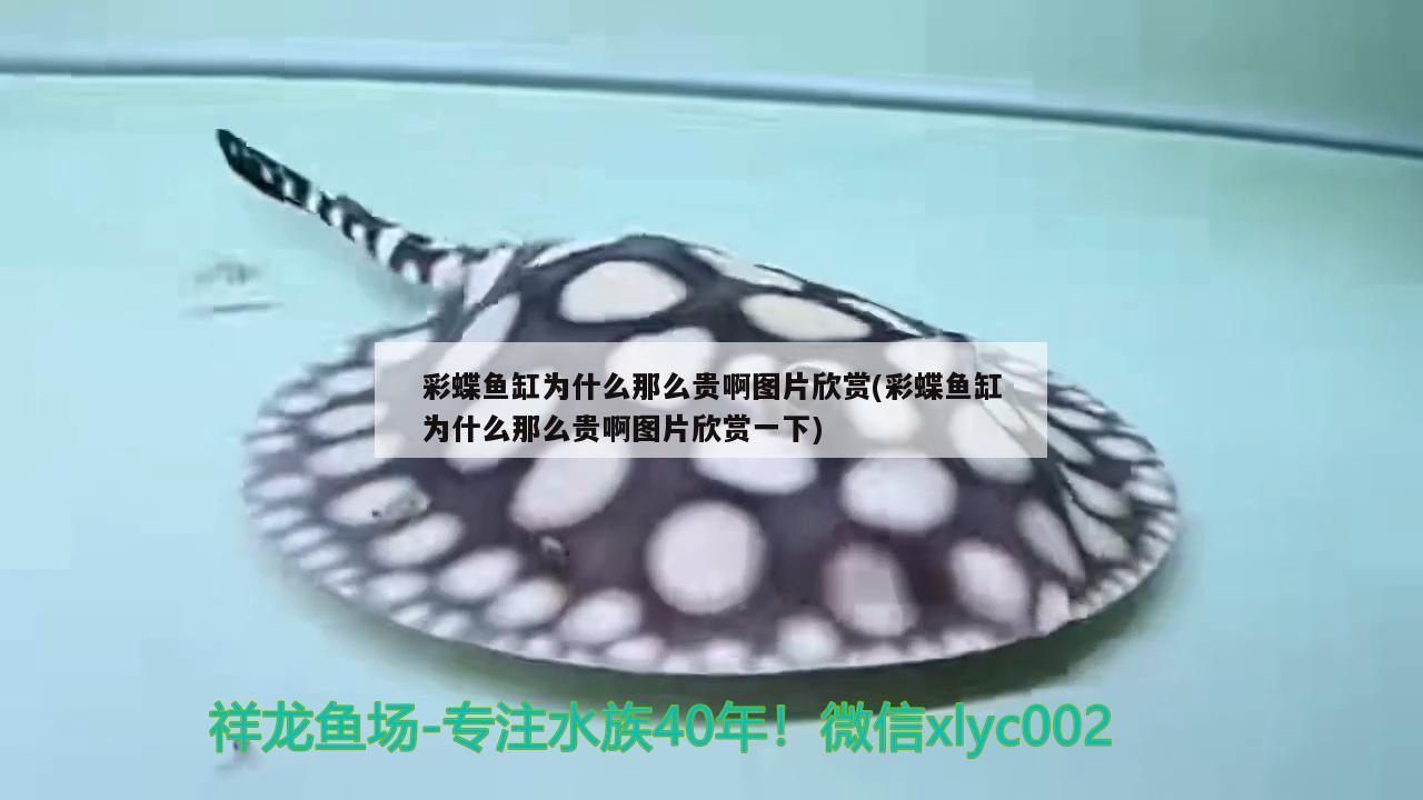 彩蝶魚(yú)缸為什么那么貴啊圖片欣賞(彩蝶魚(yú)缸為什么那么貴啊圖片欣賞一下) 和尚魚(yú)