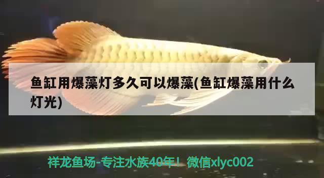 魚缸用爆藻燈多久可以爆藻(魚缸爆藻用什么燈光) 祥龍水族濾材/器材