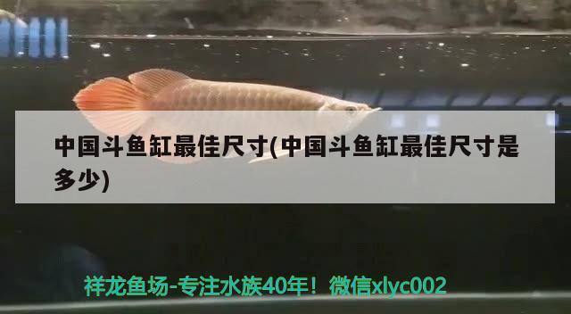 中國斗魚缸最佳尺寸(中國斗魚缸最佳尺寸是多少)