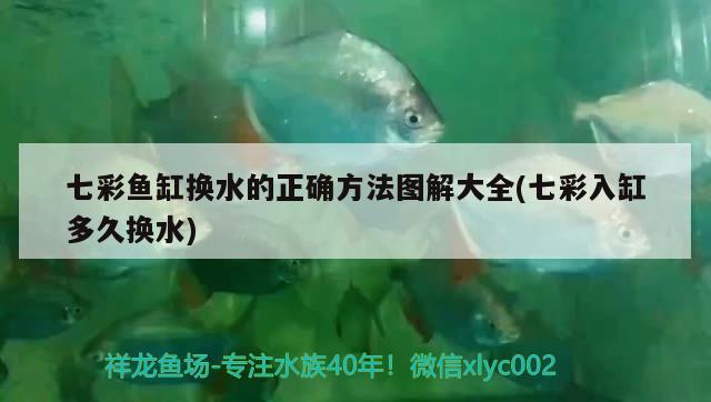 七彩魚缸換水的正確方法圖解大全(七彩入缸多久換水)