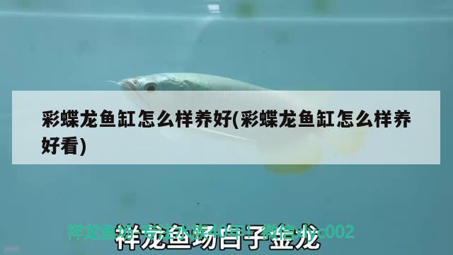 彩蝶龍魚缸怎么樣養(yǎng)好(彩蝶龍魚缸怎么樣養(yǎng)好看)