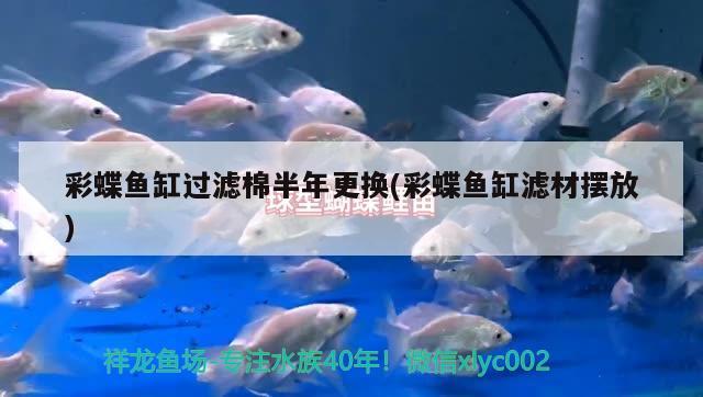 彩蝶魚缸過濾棉半年更換(彩蝶魚缸濾材擺放) 奈及利亞紅圓點(diǎn)狗頭