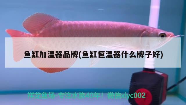 魚缸加溫器品牌(魚缸恒溫器什么牌子好)