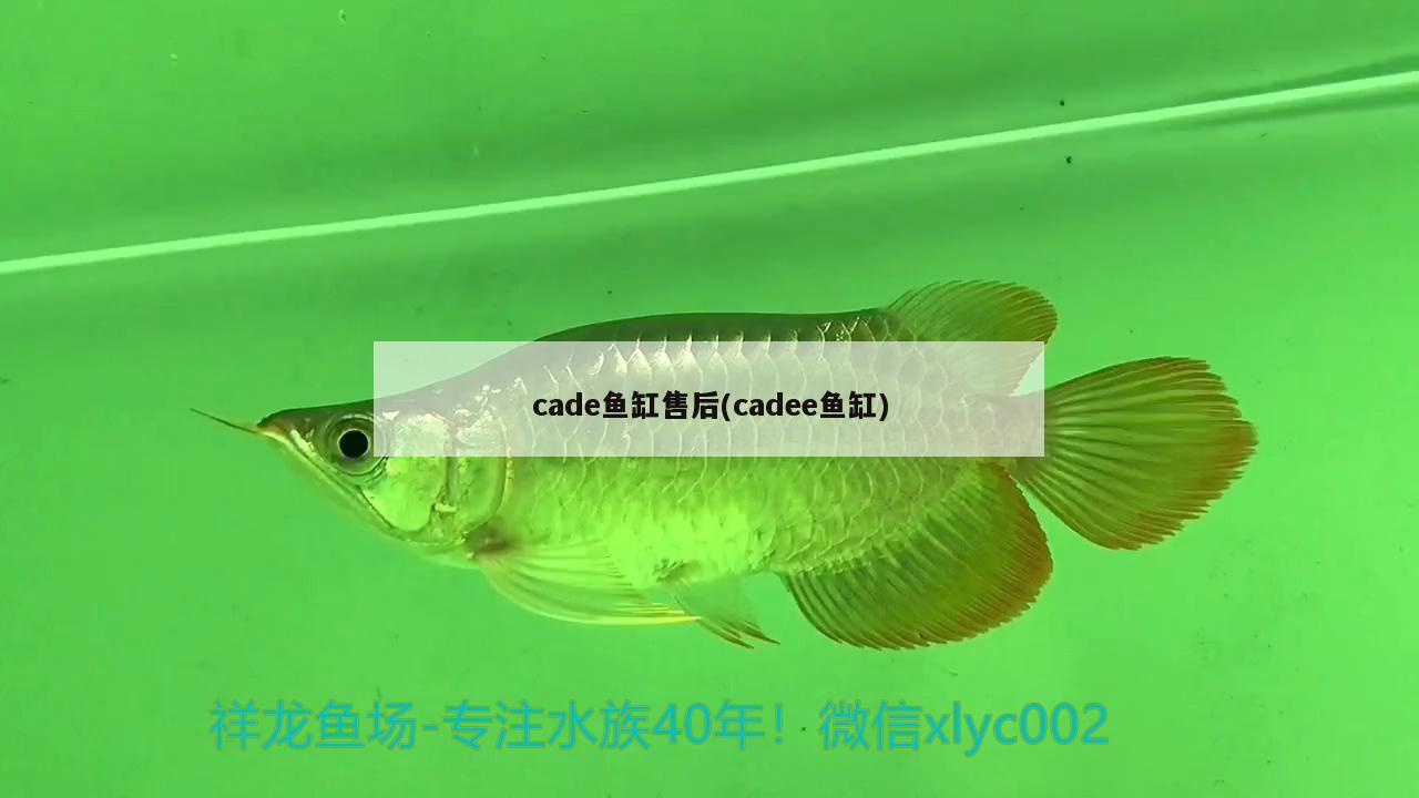 cade魚缸售后(cadee魚缸)