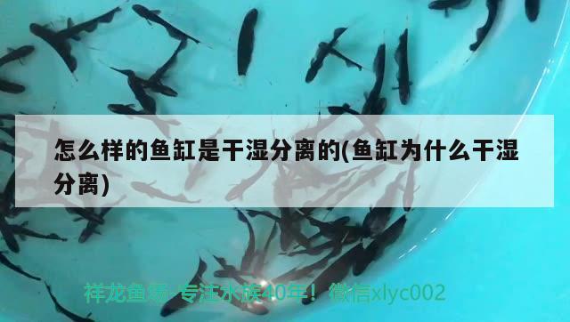 怎么樣的魚缸是干濕分離的(魚缸為什么干濕分離)