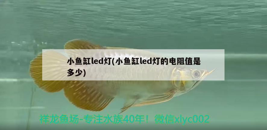 小魚(yú)缸led燈(小魚(yú)缸led燈的電阻值是多少) 女王大帆魚(yú)苗