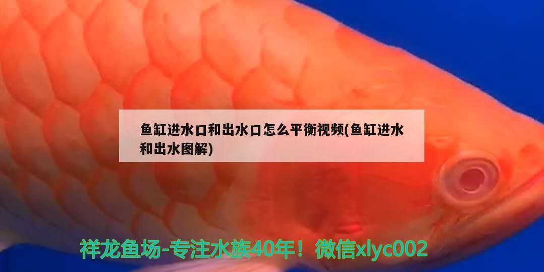 斑點池龜可以深水養(yǎng)嗎應(yīng)該怎么養(yǎng) 黑金魟魚 第2張