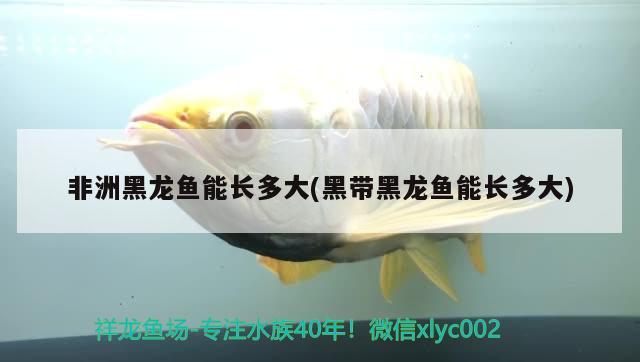 非洲黑龍魚能長(zhǎng)多大(黑帶黑龍魚能長(zhǎng)多大)