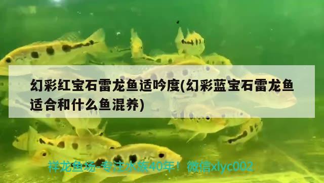 幻彩紅寶石雷龍魚適吟度(幻彩藍(lán)寶石雷龍魚適合和什么魚混養(yǎng)) 養(yǎng)魚的好處