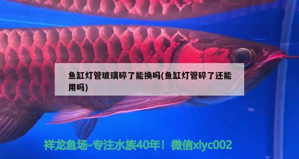 什么牌子龍魚缸質量好又便宜好用（什么牌子龍魚缸質量好又便宜好用的） 量子養(yǎng)魚技術 第1張