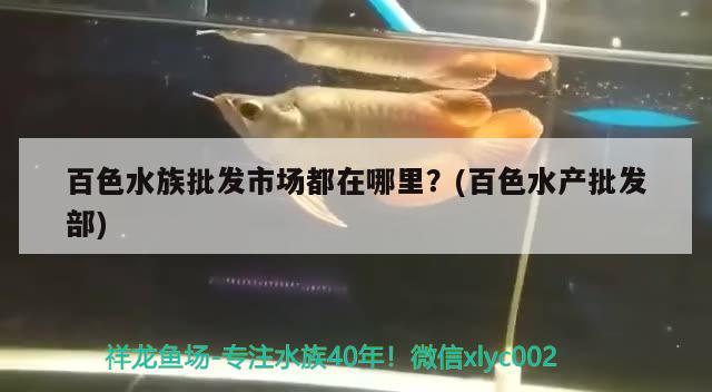 拍才知道鯽魚又犧牲了 丹頂錦鯉魚 第2張