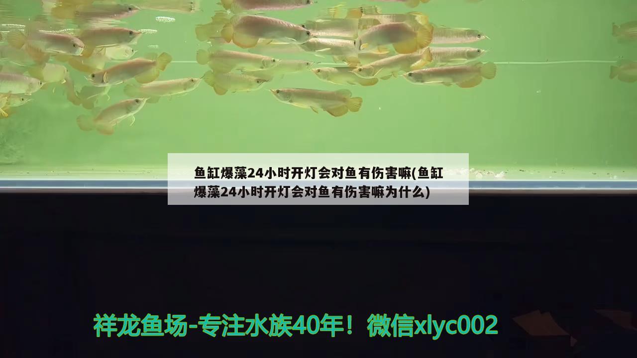 魚缸爆藻24小時(shí)開燈會(huì)對(duì)魚有傷害嘛(魚缸爆藻24小時(shí)開燈會(huì)對(duì)魚有傷害嘛為什么) 狗仔（招財(cái)貓)魚苗