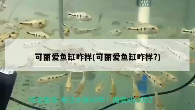 可麗愛魚缸咋樣(可麗愛魚缸咋樣?) 杰西卡恐龍魚