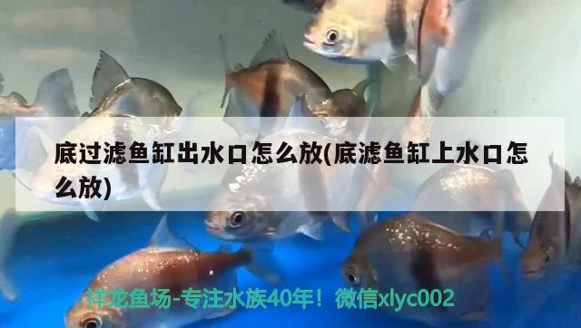 底過濾魚缸出水口怎么放(底濾魚缸上水口怎么放) 白條過背金龍魚