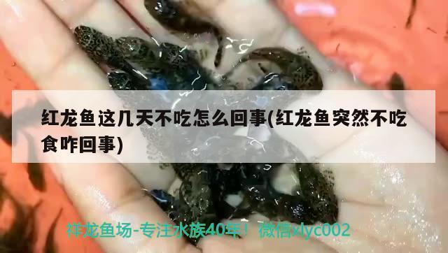 紅龍魚這幾天不吃怎么回事(紅龍魚突然不吃食咋回事) 黃金眼鏡蛇雷龍魚