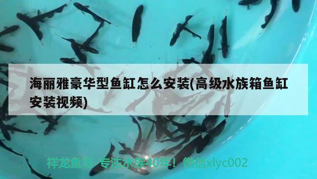 龍魚和虎魚打架怎么辦：龍魚虎魚打架配條什么魚會好 虎魚百科 第2張