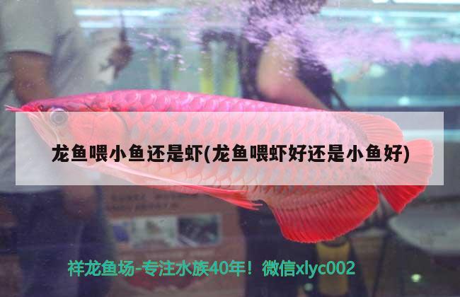 龍魚喂小魚還是蝦(龍魚喂蝦好還是小魚好)