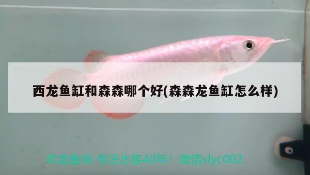 西龍魚缸和森森哪個好(森森龍魚缸怎么樣) 帝王血鉆魚