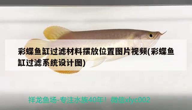 彩蝶魚缸過濾材料擺放位置圖片視頻(彩蝶魚缸過濾系統(tǒng)設(shè)計(jì)圖) 豹紋夫魚苗