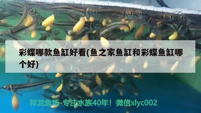 彩蝶哪款魚缸好看(魚之家魚缸和彩蝶魚缸哪個好)