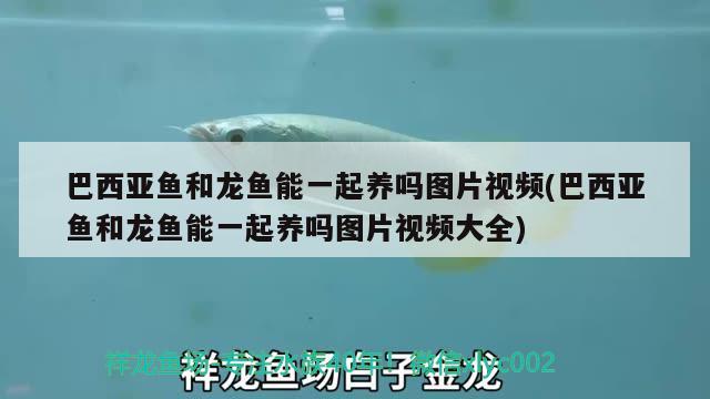 巴西亞魚和龍魚能一起養(yǎng)嗎圖片視頻(巴西亞魚和龍魚能一起養(yǎng)嗎圖片視頻大全)